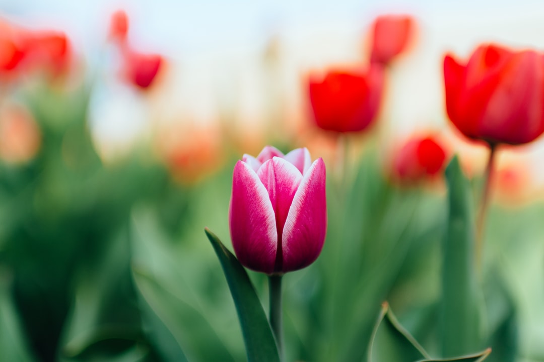 Clickable image link to Tulip Show page
